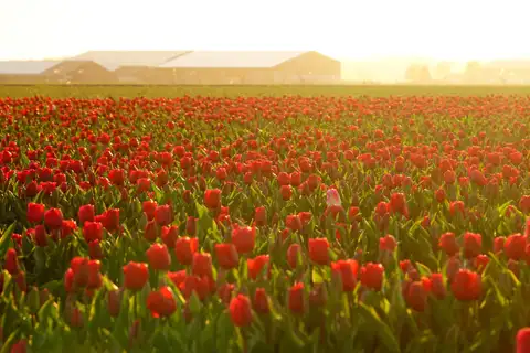 Campo llano de tulipanes rojos a contraluz al amanecer, con naves agrícolas al fondo, en Biddinghuizen, Flevoland