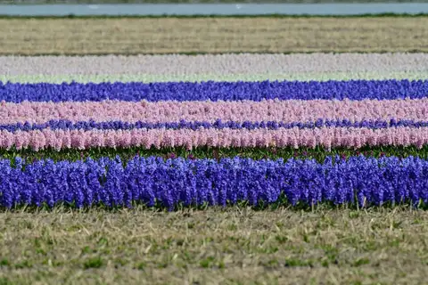 Franjas paralelas de jacintos blancos, rosas, morados y azules en flor en un campo de bulbos de Lisse, Países Bajos