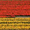 Franjas de tulipanes rojos y amarillos en flor en los campos de bulbos de Lisse, en la región de la Bollenstreek