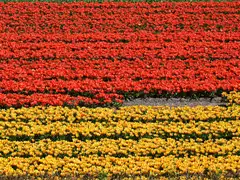 Franjas de tulipanes rojos y amarillos en flor en los campos de bulbos de Lisse, en la región de la Bollenstreek