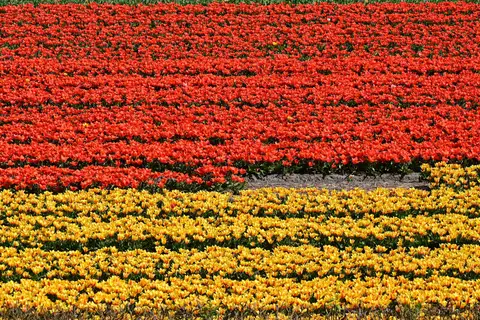 Franjas de tulipanes rojos y amarillos en flor en los campos de bulbos de Lisse, en la región de la Bollenstreek