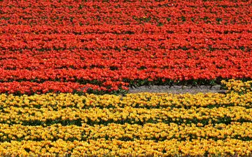 Franjas de tulipanes rojos y amarillos en flor en los campos de bulbos de Lisse, en la región de la Bollenstreek