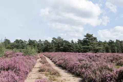 Camino de arena entre brezo morado en flor y pinos al fondo bajo un cielo con nubes en la Veluwe
