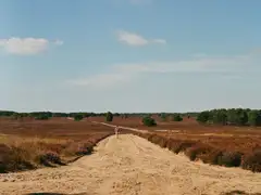 Camino de arena entre brezo en flor en los brezales de la Veluwe, con una persona caminando y pinos al fondo