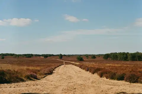Camino de arena entre brezo en flor en los brezales de la Veluwe, con una persona caminando y pinos al fondo