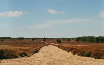 Camino de arena entre brezo en flor en los brezales de la Veluwe, con una persona caminando y pinos al fondo