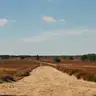 Camino de arena entre brezo en flor en los brezales de la Veluwe, con una persona caminando y pinos al fondo