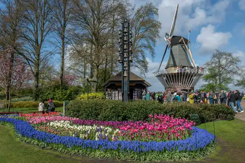 Molino de viento de Keukenhof con visitantes en su galería y parterres de tulipanes rosas, jacintos blancos y muscaris azules