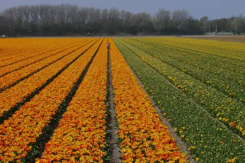 Campo de tulipanes en largas franjas naranjas y amarillas bajo un cielo gris, con una hilera de árboles al fondo