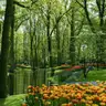 Tulipanes naranjas, amarillos y rojos junto a un estanque rodeado de altos árboles en los jardines de Keukenhof