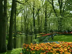 Tulipanes naranjas, amarillos y rojos junto a un estanque rodeado de altos árboles en los jardines de Keukenhof