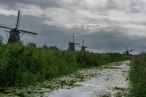 Hilera de molinos de Kinderdijk a lo largo de un canal con juncos y nenúfares en primer plano, bajo un cielo nublado