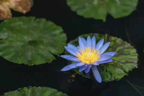 Nenúfar azul violáceo con estambres amarillos entre grandes hojas verdes sobre el agua oscura del Hortus botanicus de Leiden