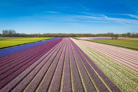 Vista aérea de franjas de jacintos morados, rosas y blancos en un campo de bulbos de Lisse bajo un cielo azul de primavera