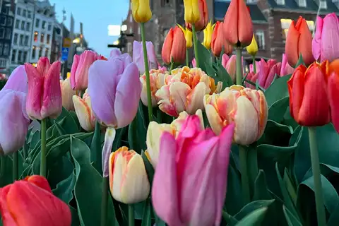 Tulipanes rosas, rojos, amarillos y crema en una jardinera del Tulp Festival, con edificios de Ámsterdam desenfocados al atardecer