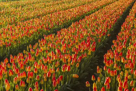 Hileras de tulipanes rojos y amarillos en plena floración iluminados por el sol en un campo de bulbos de Hillegom, en Holanda Meridional