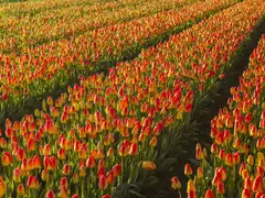 Hileras de tulipanes rojos y amarillos en plena floración iluminados por el sol en un campo de bulbos de Hillegom, en Holanda Meridional