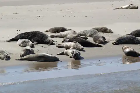 Grupo de focas grises descansando al sol sobre un banco de arena junto al agua en la costa de Frisia, en el mar de Wadden